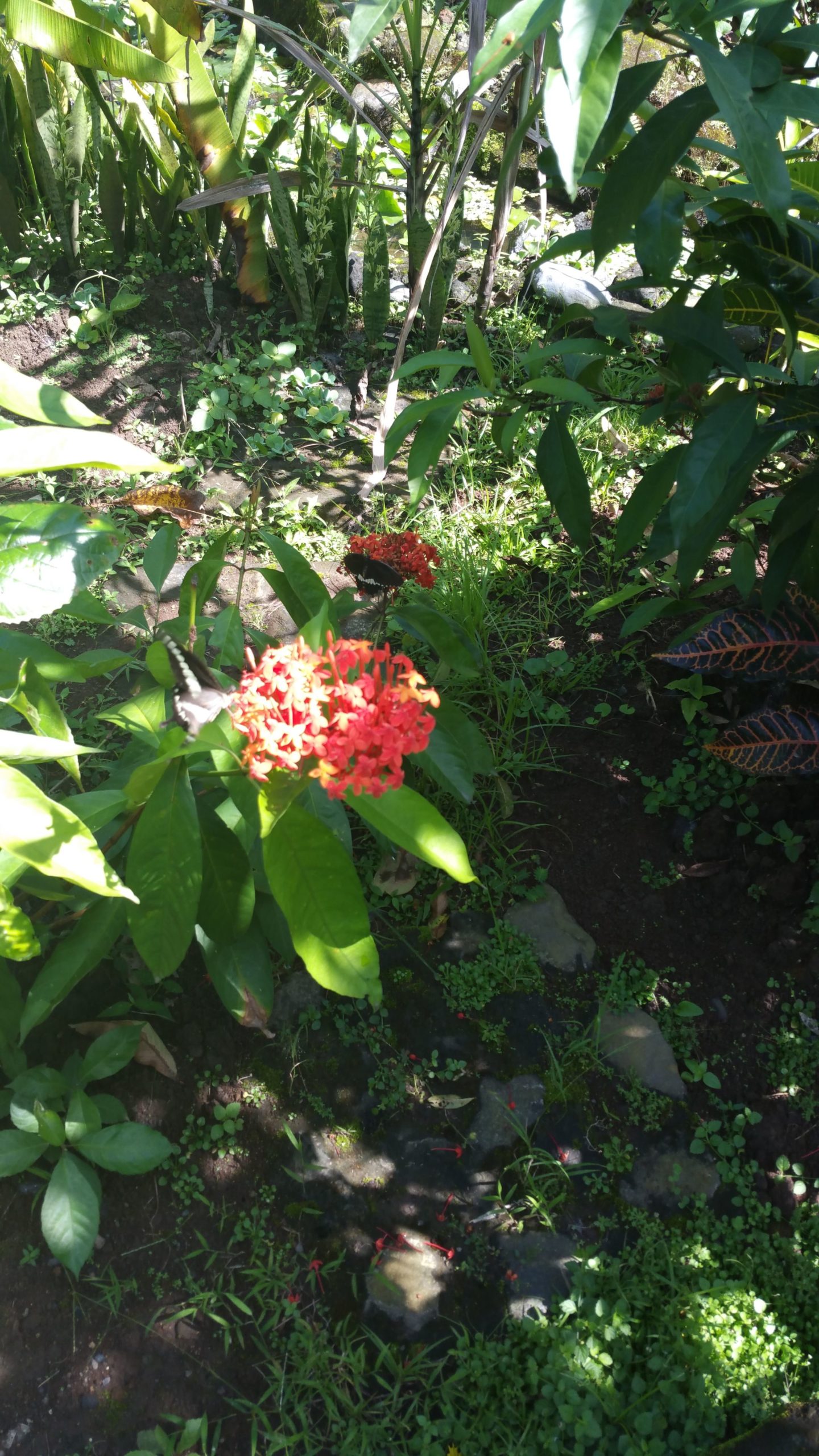 Bali Butterfly Park (Tabanan)