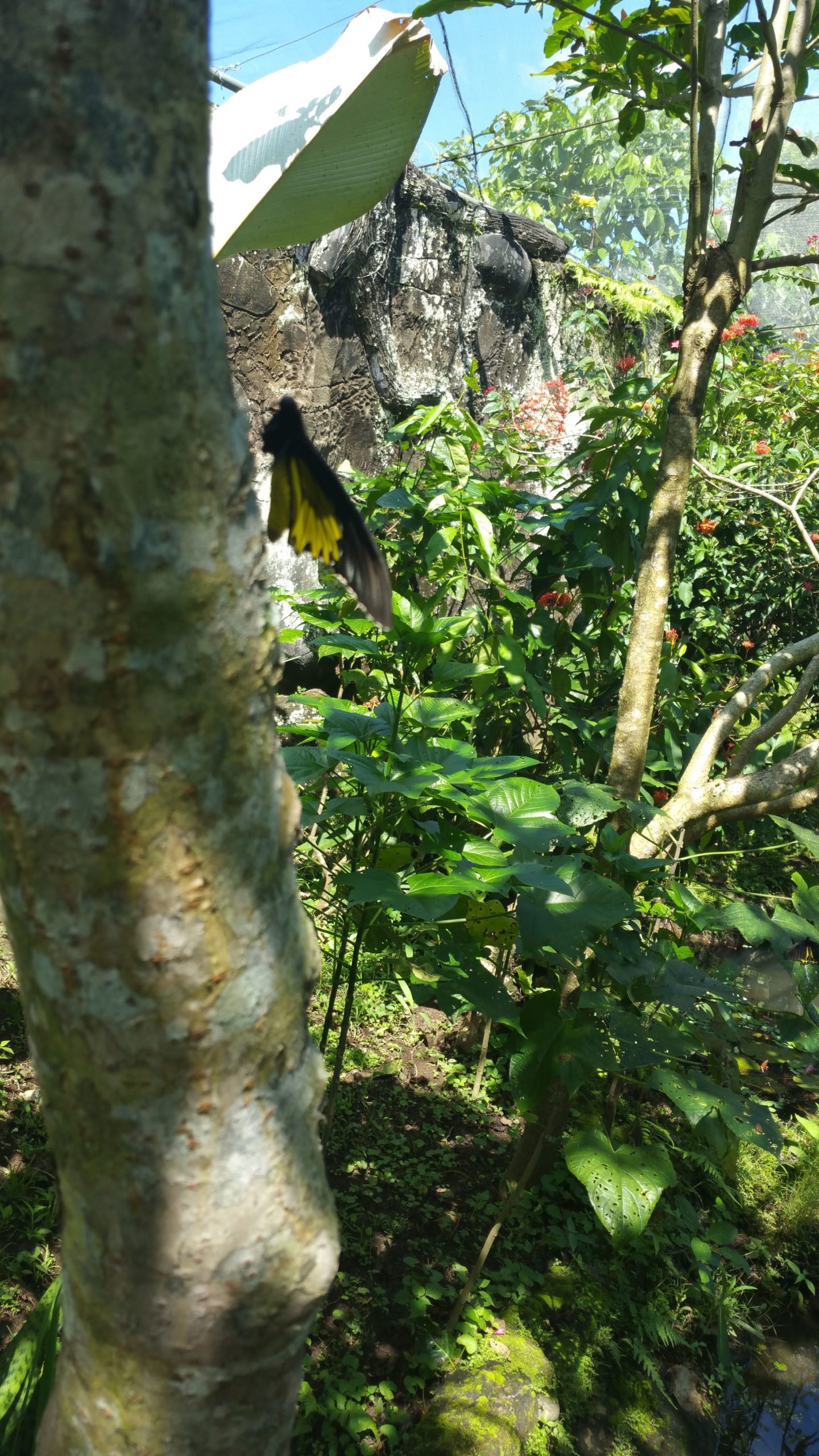Bali Butterfly Park (Tabanan)
