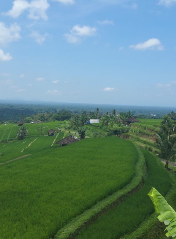 Jatiluwih rijstvelden